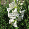 Penstemon