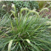 Chionochloa flavescens (Broad-leaved Snow Tussock)