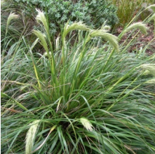 Chionochloa flavescens (Broad-leaved Snow Tussock)