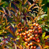 Nandina Gulfstream (Heavenly Bamboo)