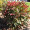 Nandina Gulfstream (Heavenly Bamboo)