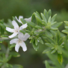 Westringia fruticosa (Coastal Rosemary)