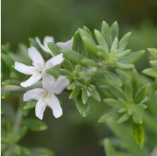 Westringia fruticosa (Coastal Rosemary)