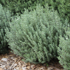 Westringia fruticosa (Coastal Rosemary)