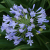 Agapanthus orientalis Blue (Blue Flowered Agapanthus)