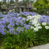 Agapanthus orientalis Blue (Blue Flowered Agapanthus)