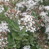 Olearia x oleifolia (Daisy Bush)