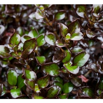 Coprosma hot chocolate