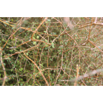 Coprosma virescens (mikimiki)