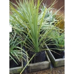 Cordyline australis (Cabbage Tree)