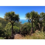 Cordyline australis (cabbage tree)