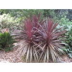 Cordyline australis purpurea (Cabbage Tree)