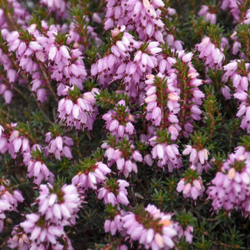 Erica darleyensis Pink | Christchurch Canterbury