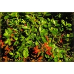 Coprosma robusta (Karamu)