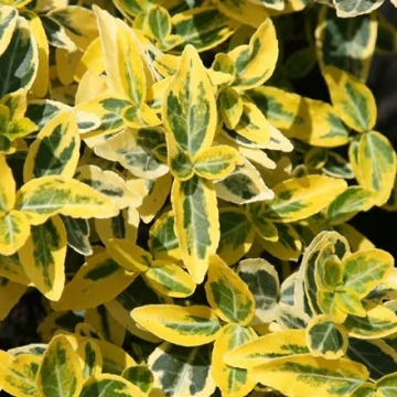 Euonymus fortunei Emerald n Gold | Christchurch Canterbury