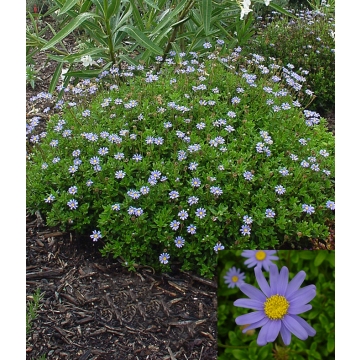 Felicia Amelloides Blue Marguerite