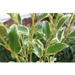 Griselinia littoralis variegata