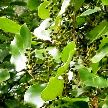 Griselinia littoralis Kapuka, Broadleaf | Christchurch Canterbury