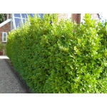 Griselinia littoralis