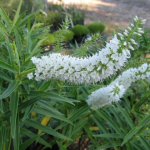 Hebe salicifolia Snowdrift (Veronica salicifolia Snowdrift)