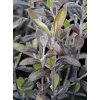 Corokia frosted chocolate