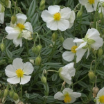 White Rock Rose (Helianthemum White)