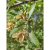 Hoheria angustifolia (houhere, narrow-leaved lacebark)