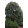 Hoheria angustifolia (houhere, narrow-leaved lacebark)