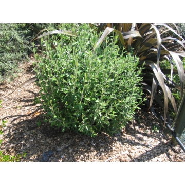 Corokia geentys green