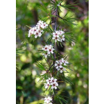 Kunzea ericoides (kanuka)