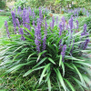 Liriope muscari (Purple Liriope)