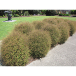 Muehlenbeckia astonii (shrub pohuehue)